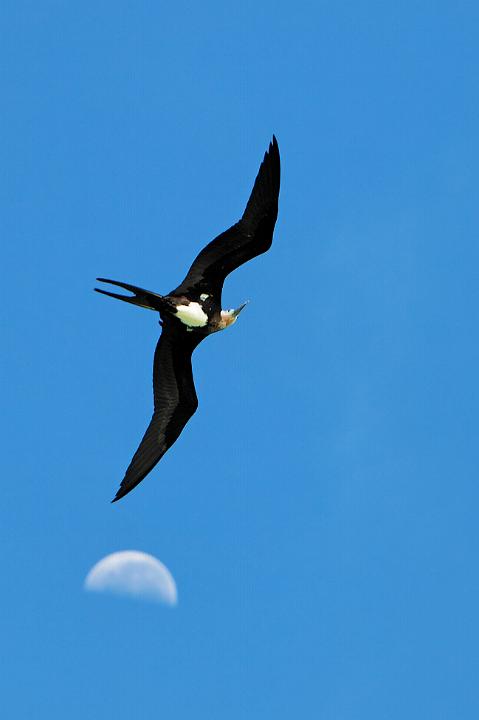 Oiseaux 005.jpg